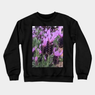 Lavender Crewneck Sweatshirt